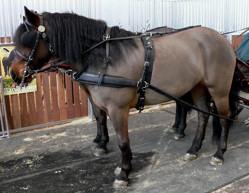 Poneys Bardigiano attelés. - CC BY-SA 3.0 - BS Thurner Hof