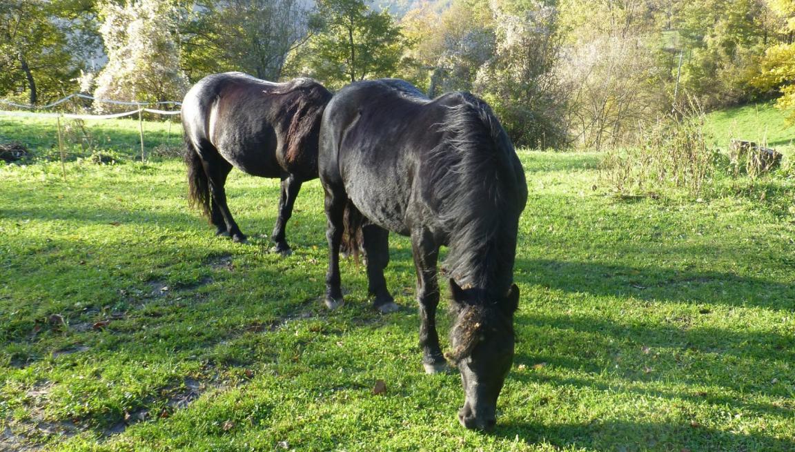 Poneys Bardigiano dans les Apennins en Émilie-Romagne, Italie. - CC BY 2.0 - nociveglia 