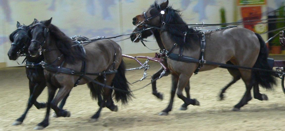 Attelage de Bardigiano présenté à Equitana (Allemagne) en 2005. - CC BY-SA 3.0 - BS Thurner Hof 