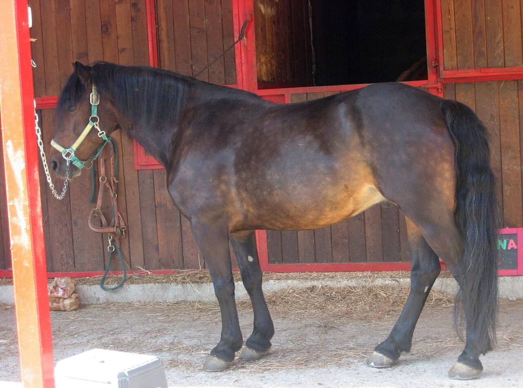 Poney Bardigiano au modèle - CC BY 3.0 - Fioravante Patrone