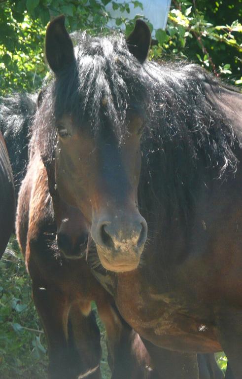 Tête d'un poney Bardigiano. - CC BY 2.0 - nociveglia