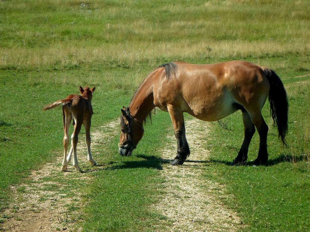 Jument et son poulain, Bosniens, robe bai avec pangaré.  - Photo : MilanK Kralj 