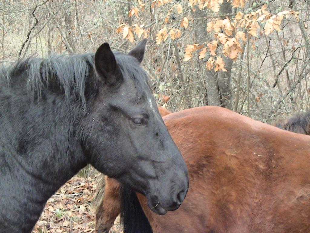 Tête d'un Bosnien de robe noire, devant la croupe d'un autre cheval de robe bai clair. - Photo : bs:Korisnik:Agan 