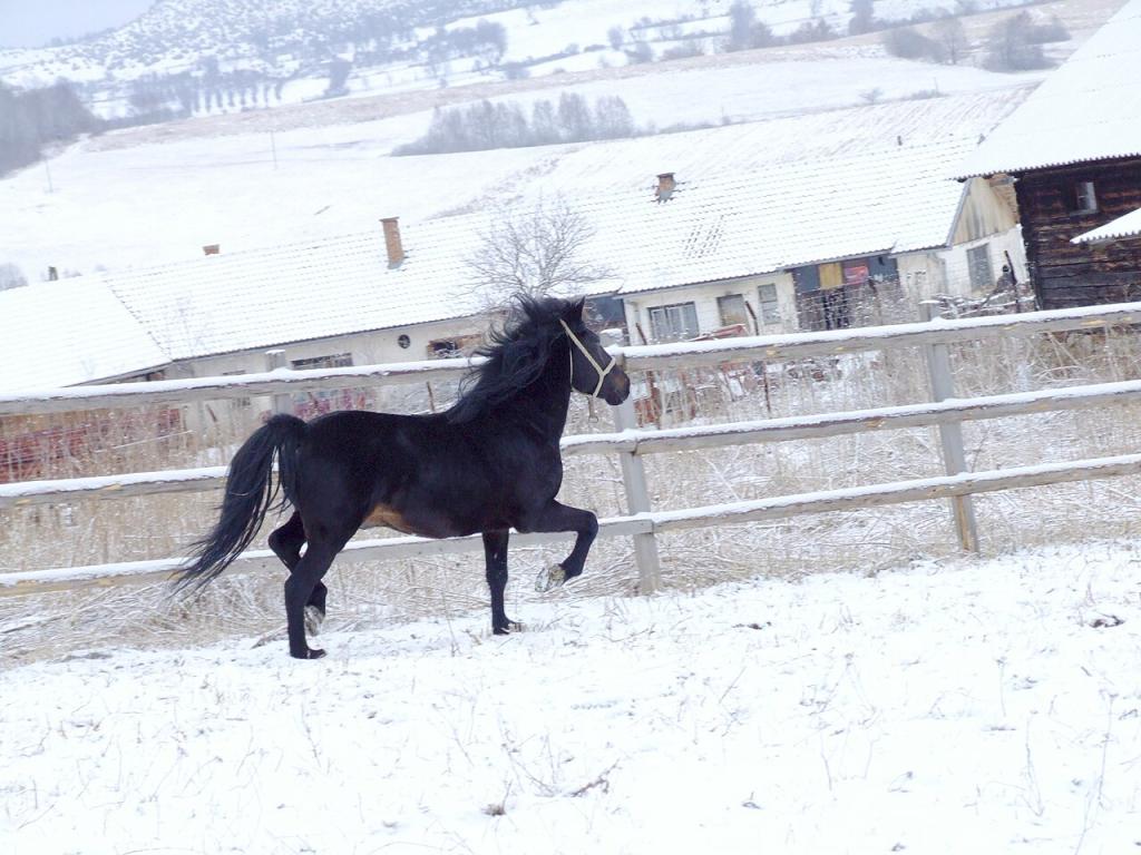 Bosnien bai-brun au trot. - Photo : bs:Korisnik:Agan