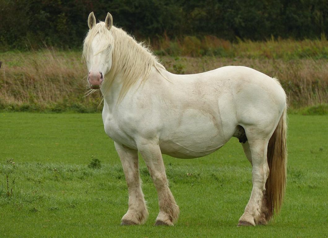 Jument boulonnaise à Samer, Pas-de-Calais, France. - Photo : Amélie Tsaag Valren 