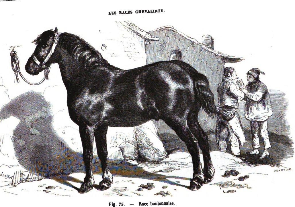 Gravure d'un cheval boulonnais en 1861. - Louis Moll, Eugène Nicolas Gayot 