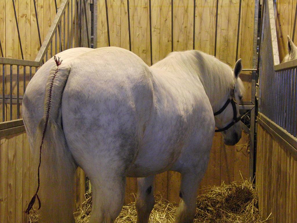 Cheval boulonnais au salon international de l'agriculture de Paris en 2010. - Photo : Eponimm