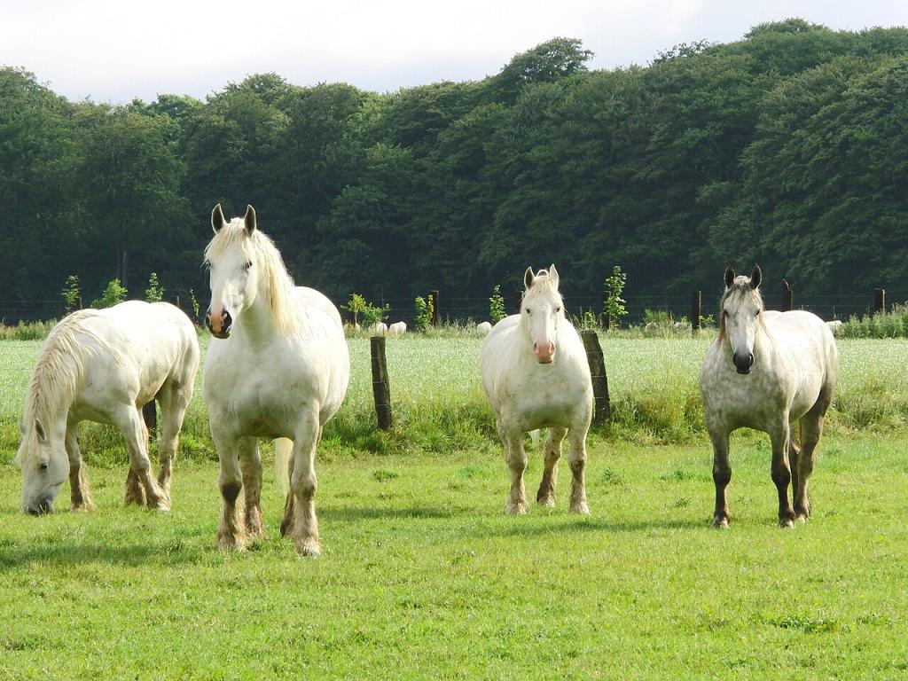 Chevaux boulonnais au pâturage au Titre, Somme, France - Photo : Eponimm