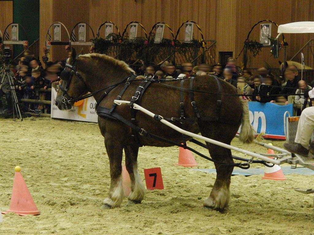 Cheval boulonnais attelé lors du concours Trait d'avenir attelage dans l'épreuve de maniabilité - Salon international de l'agriculture 2013, Paris, France - Photo :  Eponimm 