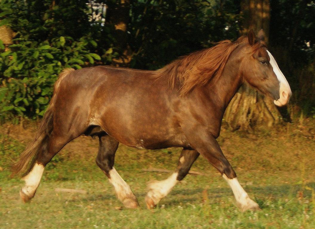 Horse image