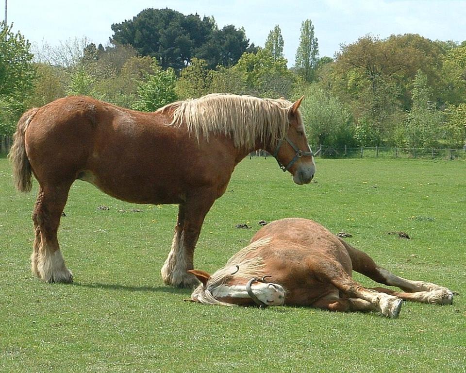Juments de trait bretonnes au repos dans les prés de l'écomusée du Pays de Rennes. - Photo : Eponimm