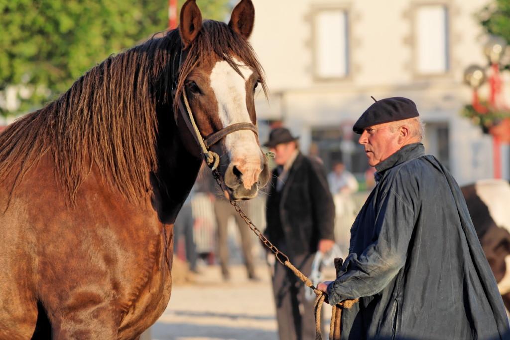 Trait Breton dans une reconstitution de la foire aux chevaux de Landivisiau. - Photo : Daniel Vaulot