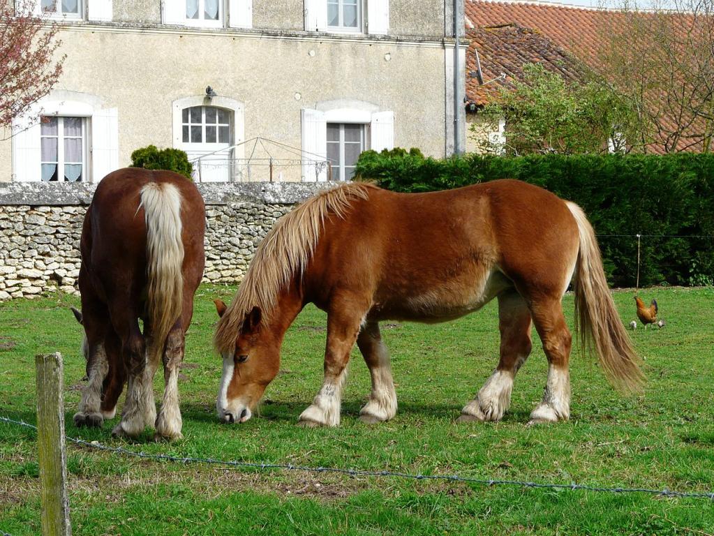 Traits bretons lourds de type boucher à Creyssac. - Photo : Père Igor