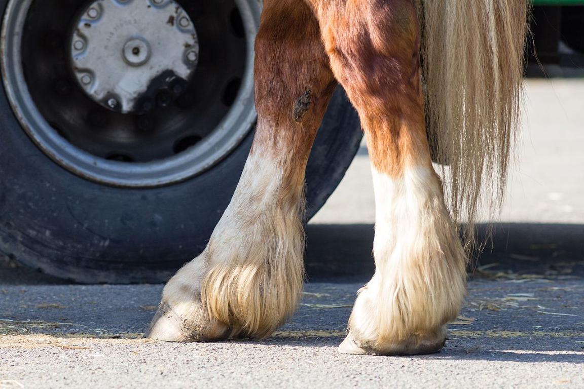 Membres postérieurs d'un cheval breton - Photo : Édouard Hue