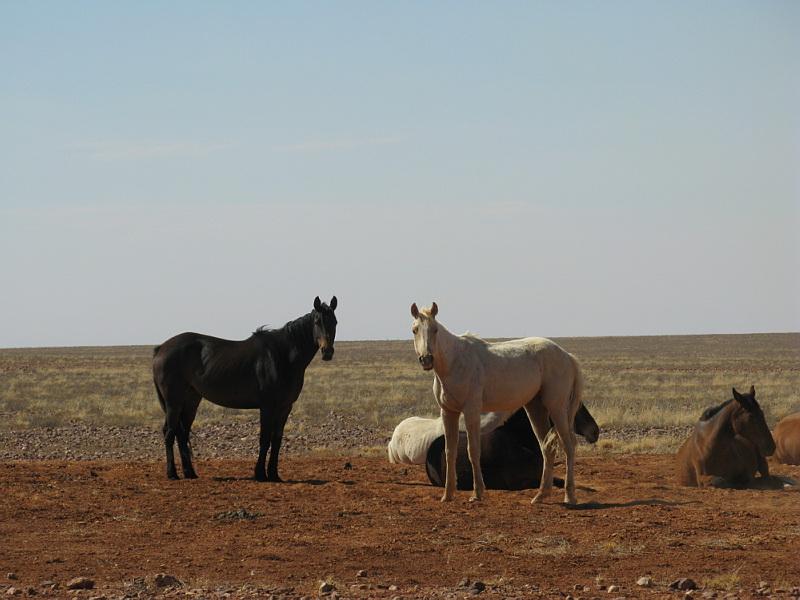 Brumbies à côté de la piste d'Innamincka - CC BY 2.0 - Photo : Geoffrey Rhodes 