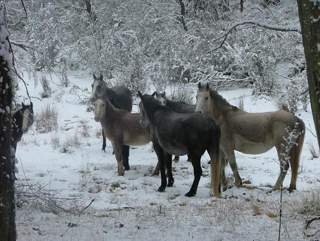 Brumbies sauvages dans la retraite Snowy Wilderness à Jindabyne, Nouvelle-Galles du Sud, Australie. - CC BY-SA 3.0 - Photo : Claire Charters