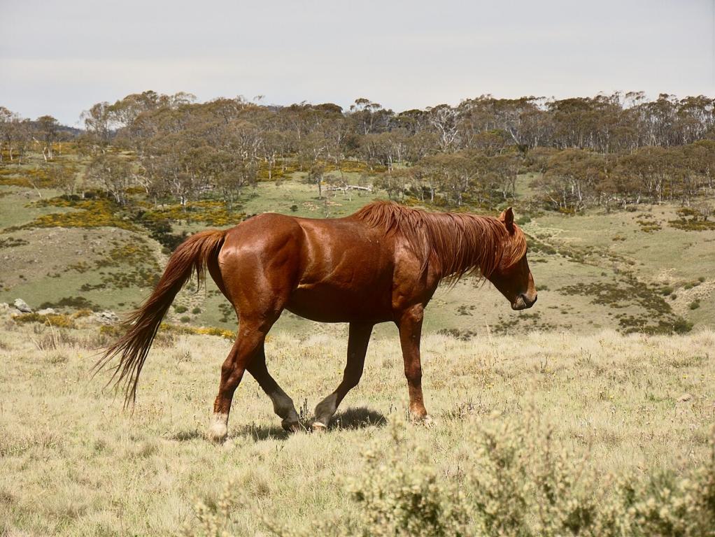 Un cheval sauvage aperçu près de Long Plain Road, près de la Snowy Mountains Highway, en Nouvelle-Galles du Sud, en été. - CC BY-SA 4.0 - Photo : Thennicke