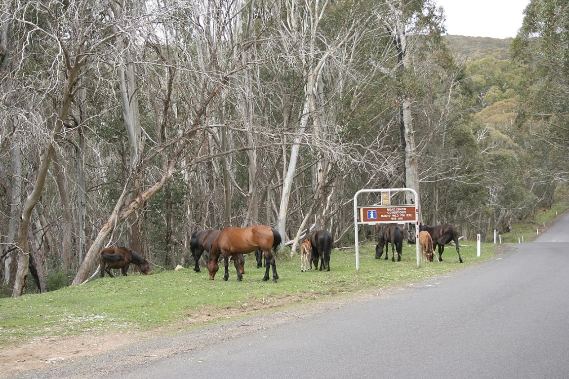Brumbies broutant sur Alpine Way près de Dead Horse Gap - CC BY-SA 4.0 - Grahamec