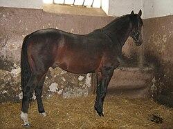 Tarzan, cheval Bulgare oriental bai. -  Photo : Izvora — dr. Plamen Ivanov