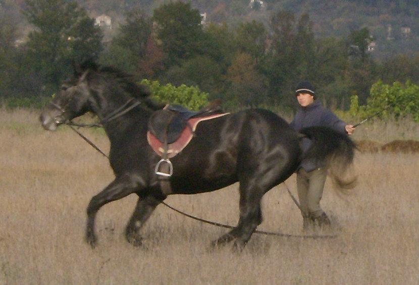 Bulgare oriental à l'entraînement. - Photo : Izvora 