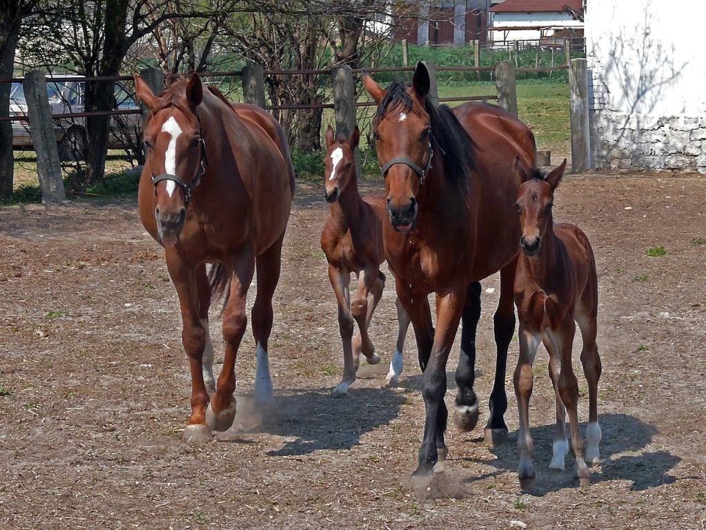Juments Bulgare oriental et leur poulain à Kabiuk. - Photo : Izvora — dr. Veneta Vasileva