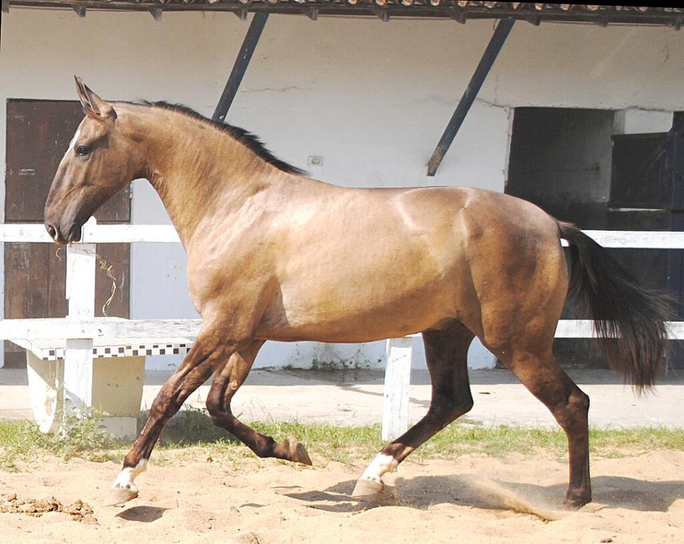 Jeune mâle Campolina. - CC BY-SA 3.0 - Amazona01