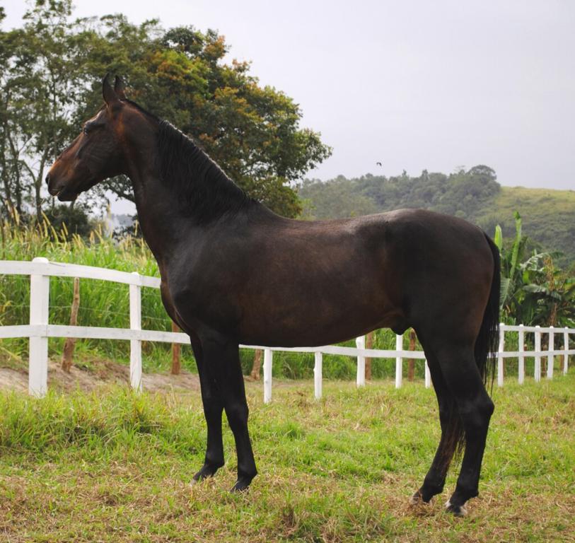 Étalon Campolina champion national de 12 ans -  CC BY-SA 3.0 - Amazona01