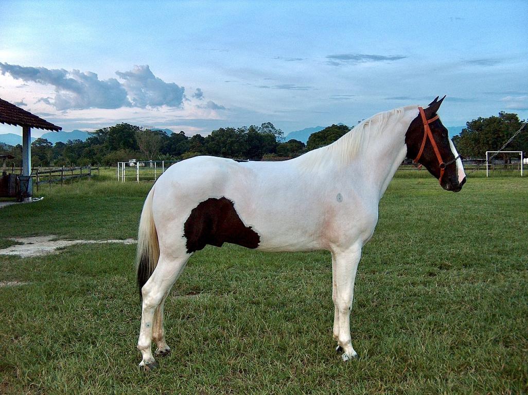 Un étalon Campolina pie de 2 ans - CC BY-SA 3.0 - Amazona01 