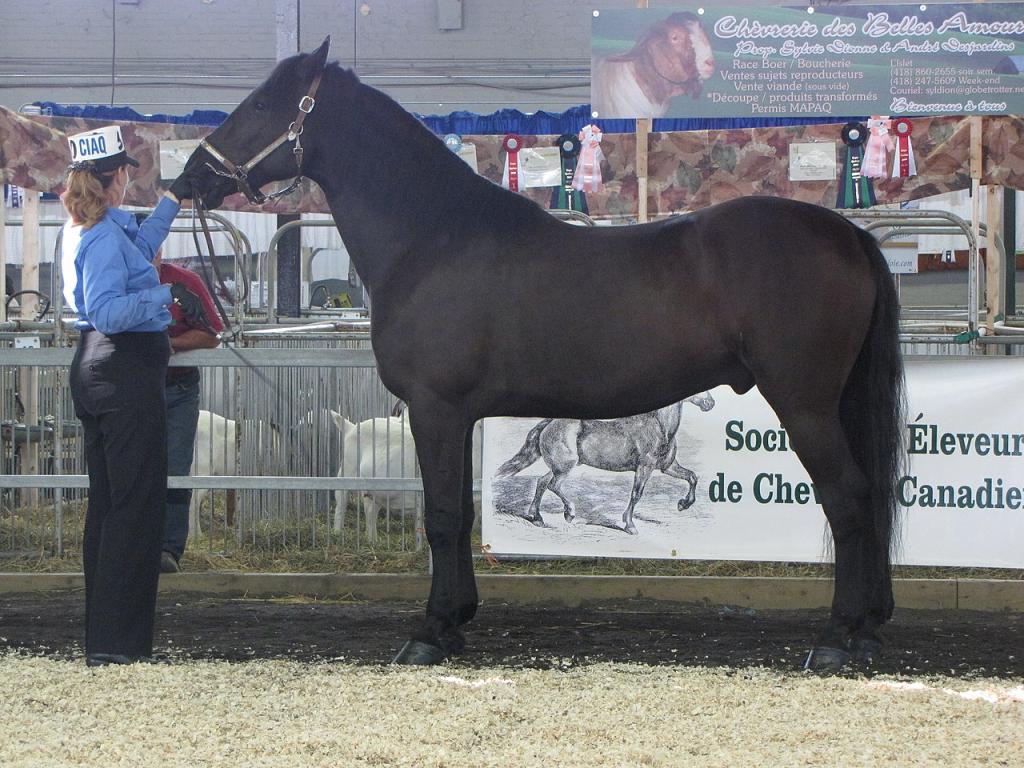 Jugement d'un cheval Canadien à Expo Québec, en 2009. - CC BY 3.0 - busand2003