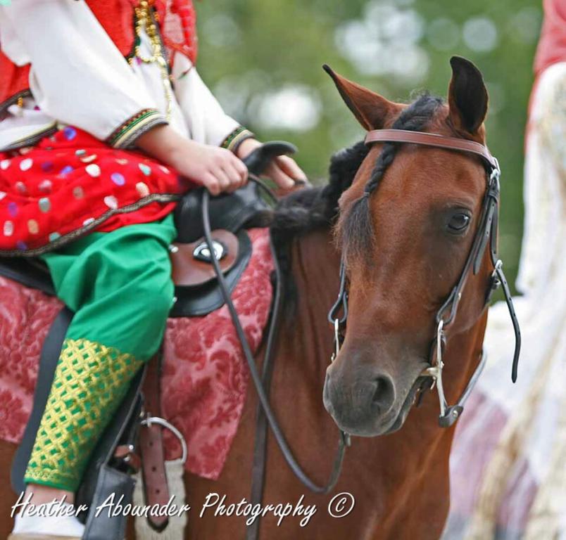 Tête d'un Caspien monté en tenue traditionnelle. - CC BY 2.0 - Heather Moreton 