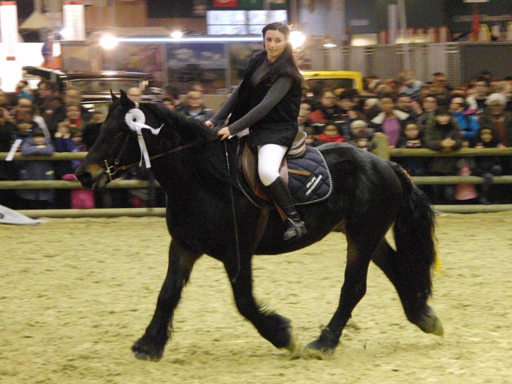 Cheval castillonnais monté au trot au Salon international de l'agriculture de 2013, Paris, France. - CC BY-SA 3.0 - Eponimm 
