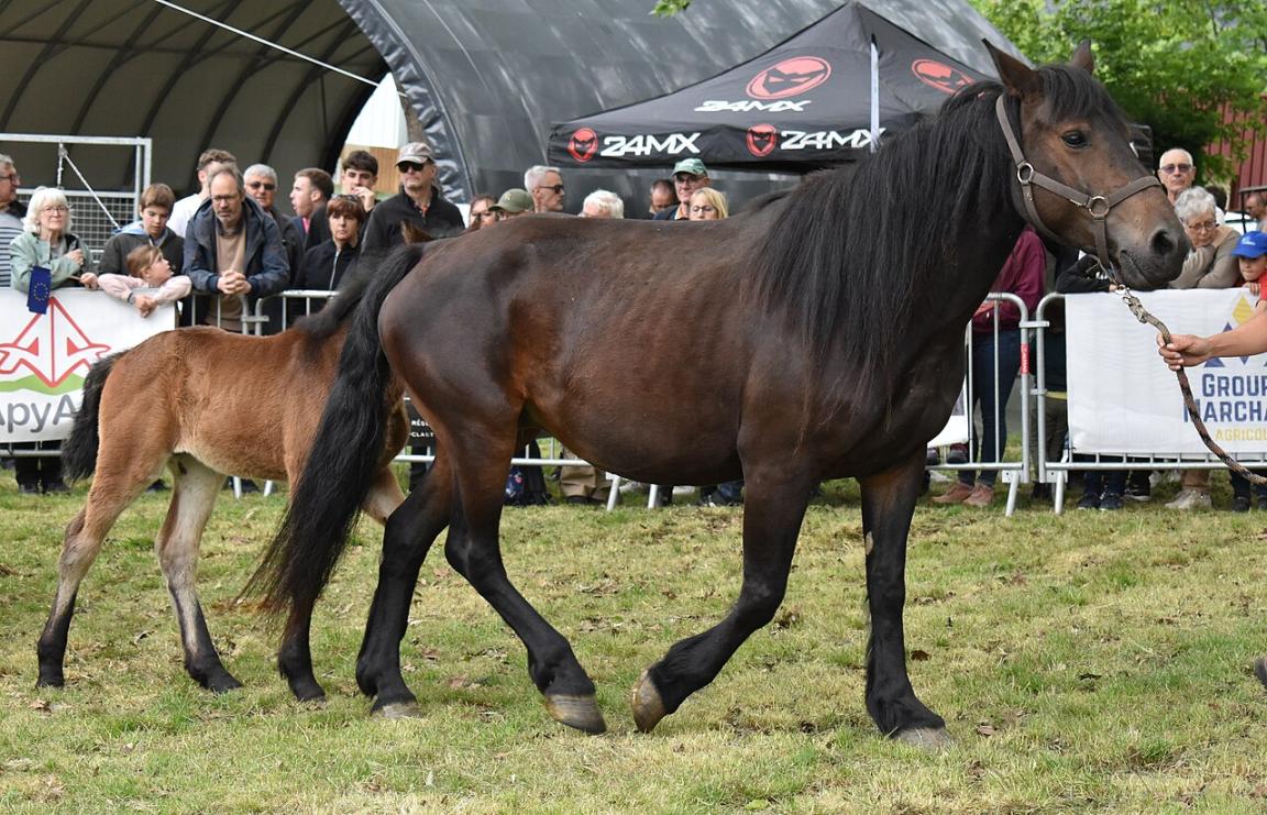 Cheval Castillonnais à la foire agricole de Tarascon-sur-Ariège, 2025. - CC BY-SA 4.0 - Tylwyth Eldar 
