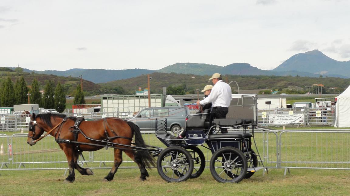 Cheval d'Auvergne attelé au sommet de l'élevage de Cournon-d'Auvergne, en 2012 - CC BY-SA 4.0 - Maure jean 