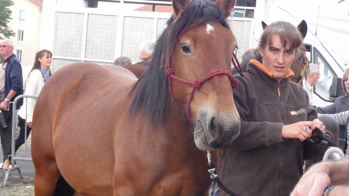 Cheval d'Auvergne à Montferrand, en 2012. - CC BY-SA 4.0 - Maure jean 