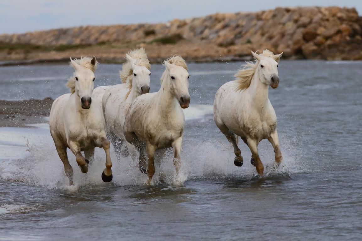 présentation de ces magnifiques chevaux, symboles de la Camargue et orgueils des gardians dans les marais - Photo :  Rambouil jean 