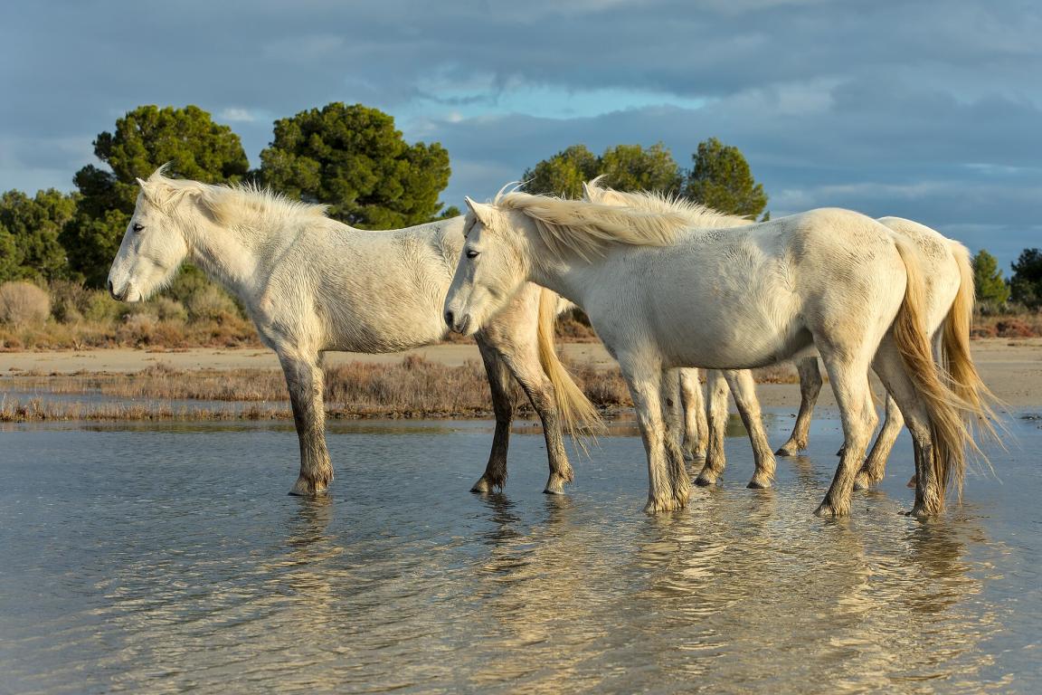 Chevaux de Camargue à Saint-Laurent-d'Aigouze. Photo : Benjamin Smith 