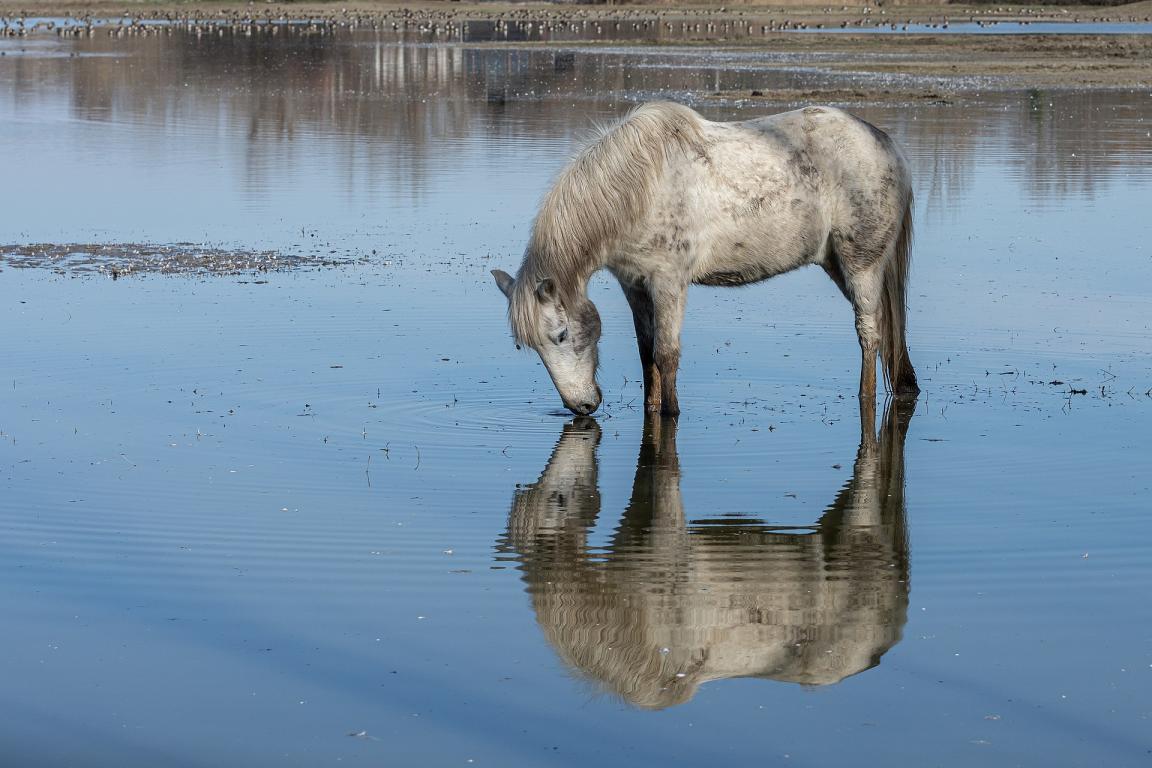 Le cheval de Camargue résiste à toutes les tentatives de croisements dits « améliorateurs ». - Photo : Isiwal