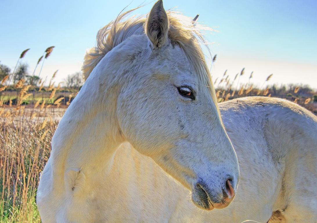 Cheval Camargue dans son biotope naturel. - Photo : Wolfgang Staudt