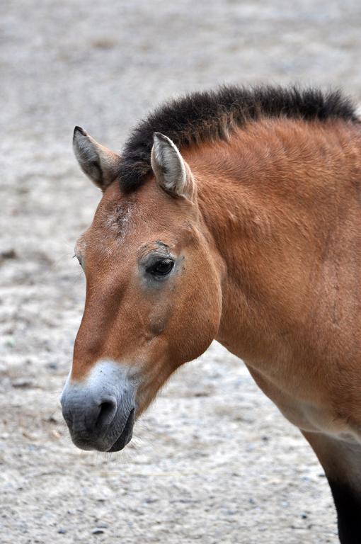 Tête d'un cheval de Przewalski. - CC BY-SA 3.0 - Joe Ravi