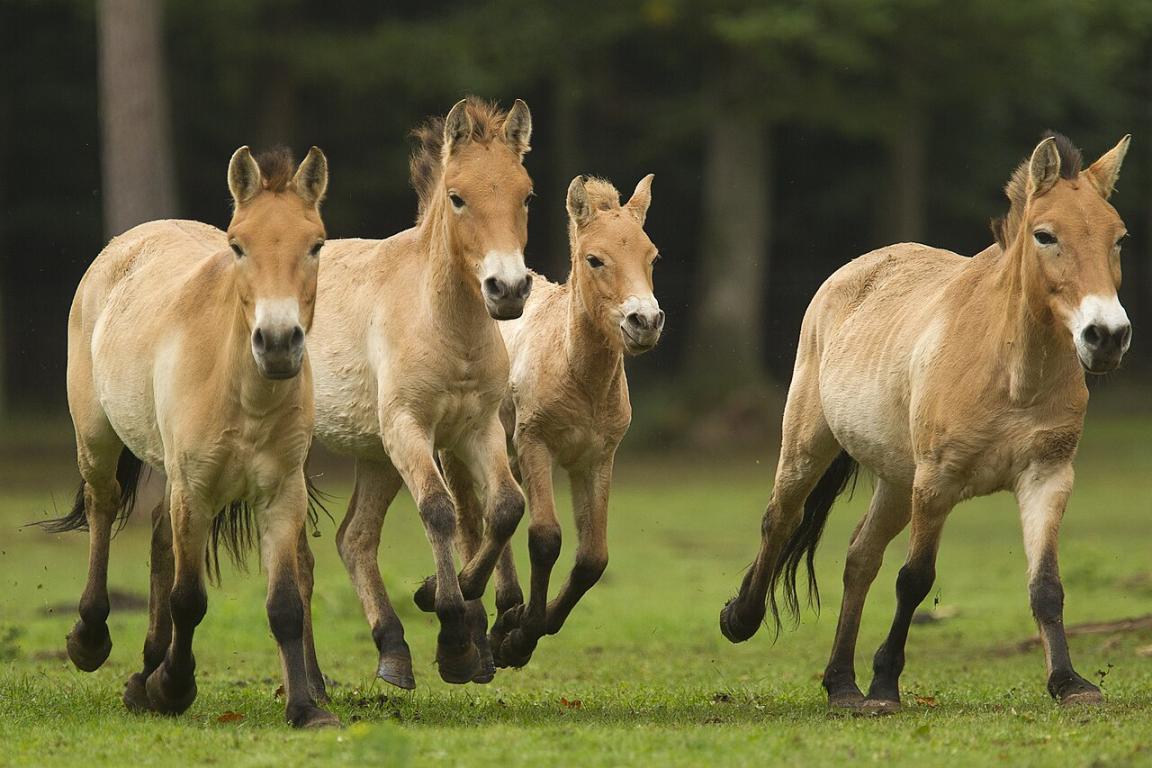 Quelques représentants du groupe de Przewalski du domaine des grottes de Han en Belgique. - CC BY-SA 3.0 - GrottesdeHan 