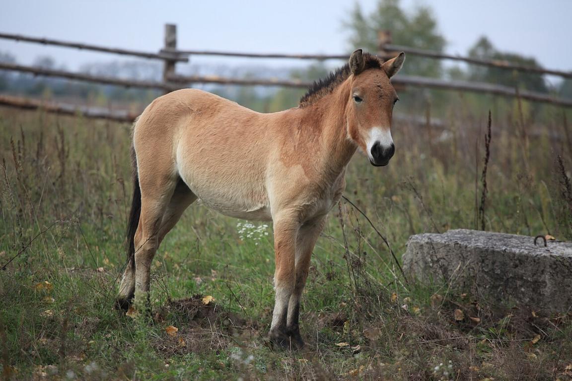 Cheval de Przewalski dans la zone d'exclusion de Tchernobyl. - CC BY-SA 2.0 - IAEA Imagebank