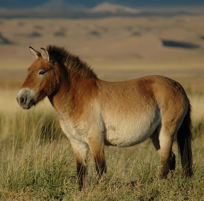 Cheval de Przewalski - CC BY-SA 4.0 - Claudia Feh