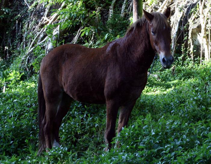 Cheval des Marquises à Hiva Oa. - CC BY-SA 3.0  - Photo : Remi Jouan 