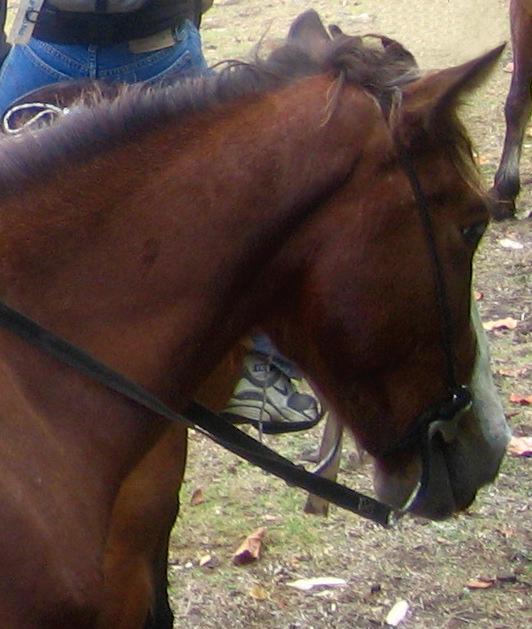 Tête d'un cheval des Marquises. - CC BY-SA 3.0 - Photo : Sémhur 