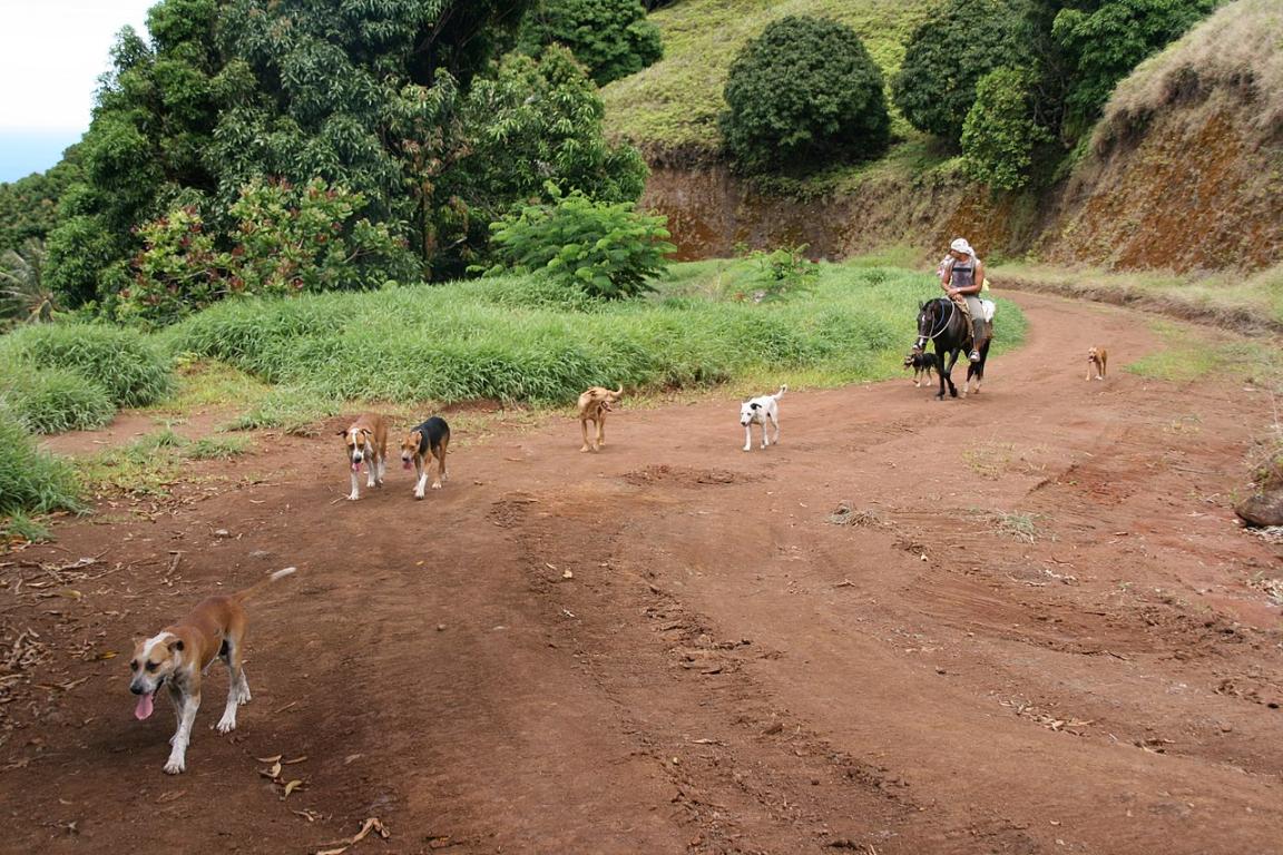 Un habitant de Fatu Hiva, montant un cheval des Marquises, part à la chasse avec sa meute. - CC BY-SA 3.0 - Photo : Sémhur