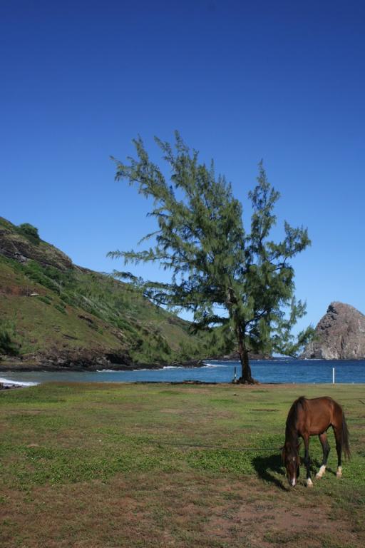 Un cheval d'Uha Huka - CC BY-SA 3.0 - Photo : Remi Jouan