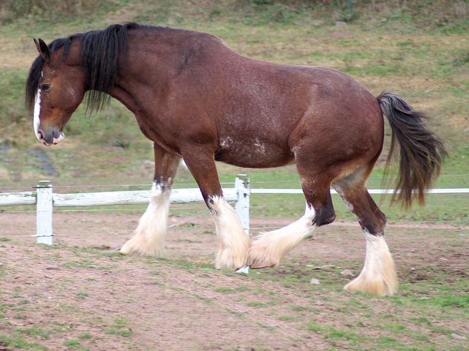 Clydesdale bai sabino. - Photo : Bonnie U. Gruenberg