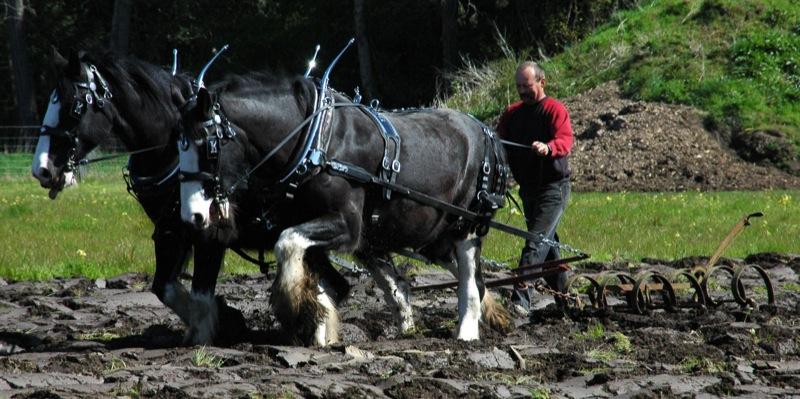 Bien qu'elle soit moins fréquente, la robe noire existe chez le Clydesdale. - CC BY-SA 2.0 - Nikki 