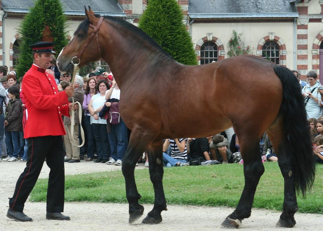 Présentation d'un étalon Cob Normand au haras de St-Lô, France - Photo : Larayevire