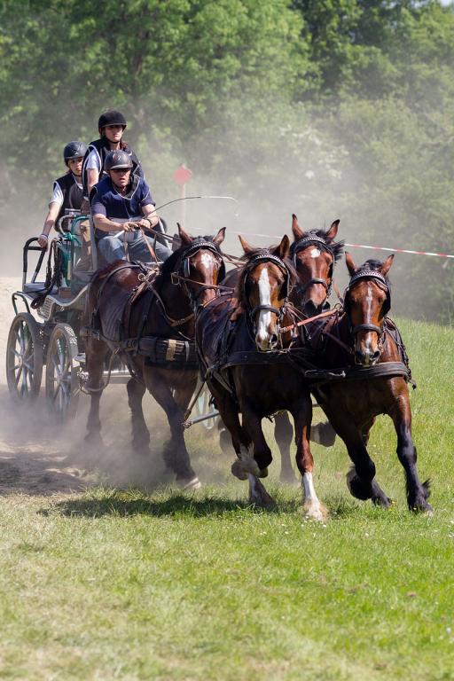 Team of four Norman Cobs performing combined driving, 2014 - Photo : Édouard Hue